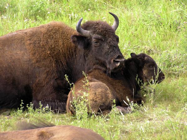 Photo of Bison bison by David Nagorsen